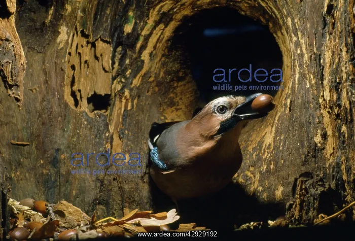  : Jay - adding to acorn store in hollow tree