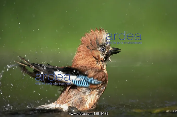 : Jay - Bathing at forest pool : Jay - Bathing at forest pool