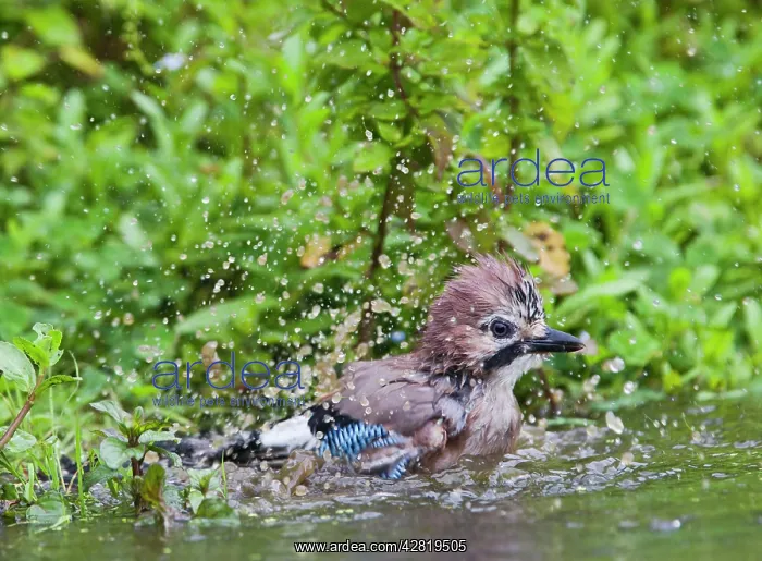 : Jay - bathing in pond : Jay - bathing in pond