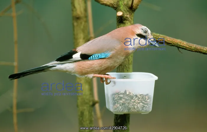 : JAY - At bird feeder in winter : JAY - At bird feeder in winter