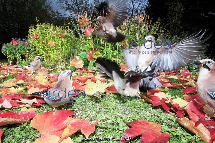 : Jay - birds in garden squabbling over food, autumn : Jay - birds in garden squabbling over food, autumn