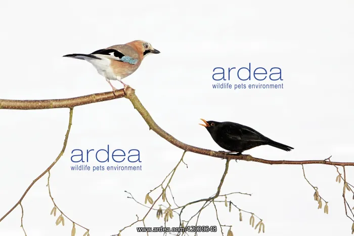: Jay - With Blackbird (Turdus merula) in dispute : Jay - With Blackbird (Turdus merula) in dispute