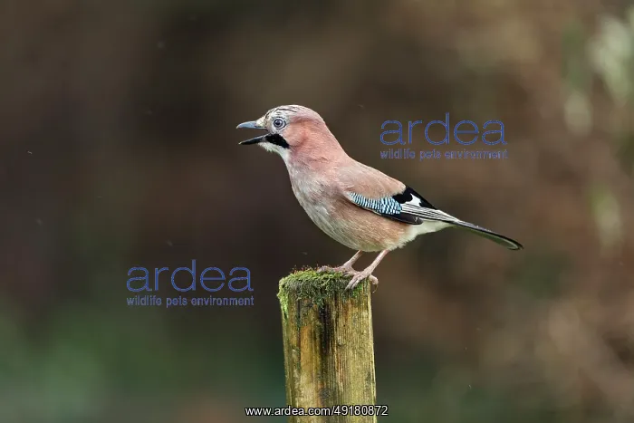  : Jay - Calling - UK