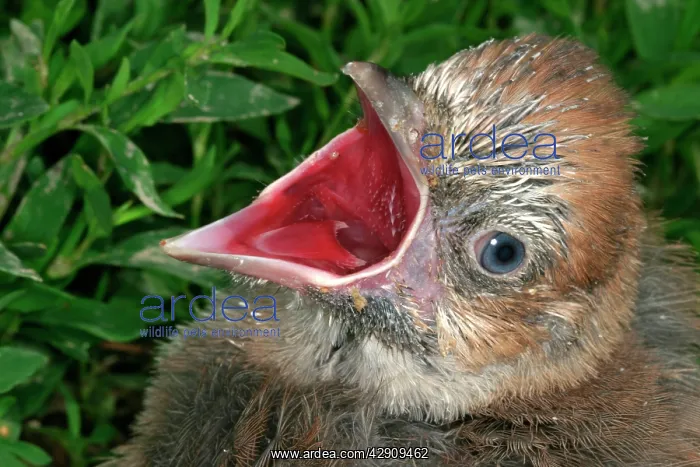 : Jay - chick, with beak open : Jay - chick, with beak open