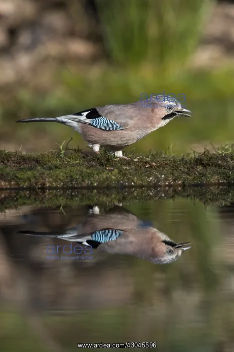  : Jay - Cornwall - UK