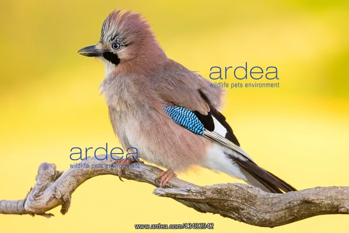 : Jay, European Jay, Jay, eurasian jay (Garrulus glandarius) : Jay, European Jay, Jay, eurasian jay (Garrulus glandarius)