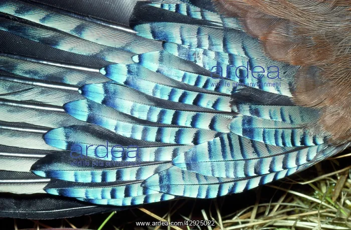  : Jay - feathers on wing