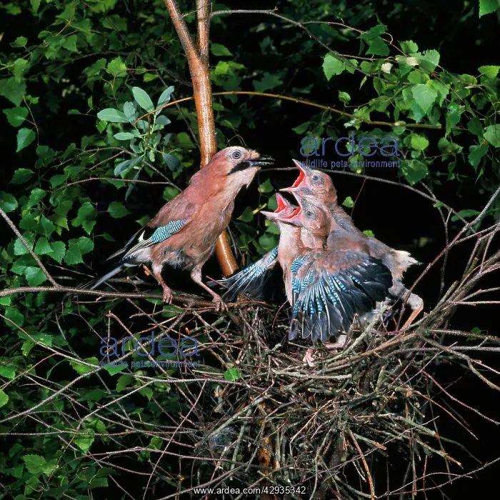 : JAY - feeding young in nest : JAY - feeding young in nest
