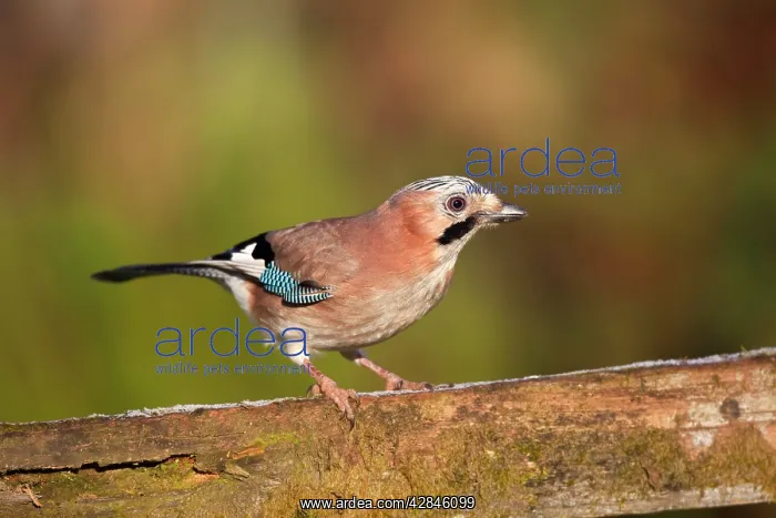 : Jay - on fence : Jay - on fence