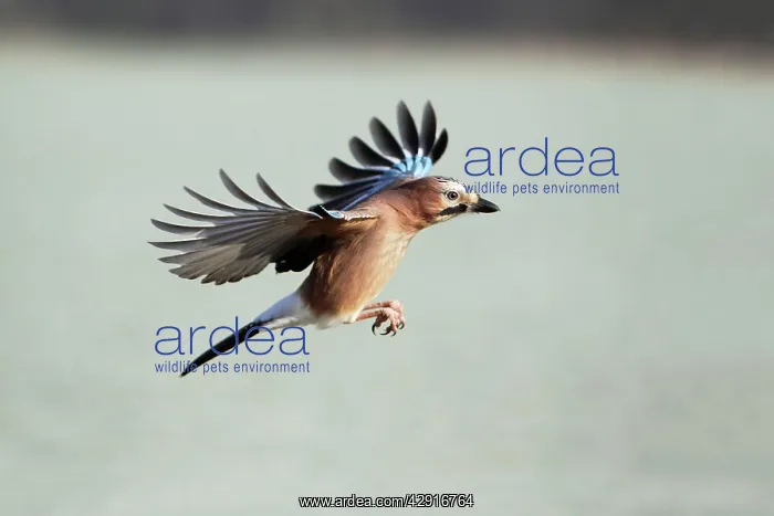 : Jay - in flight : Jay - in flight