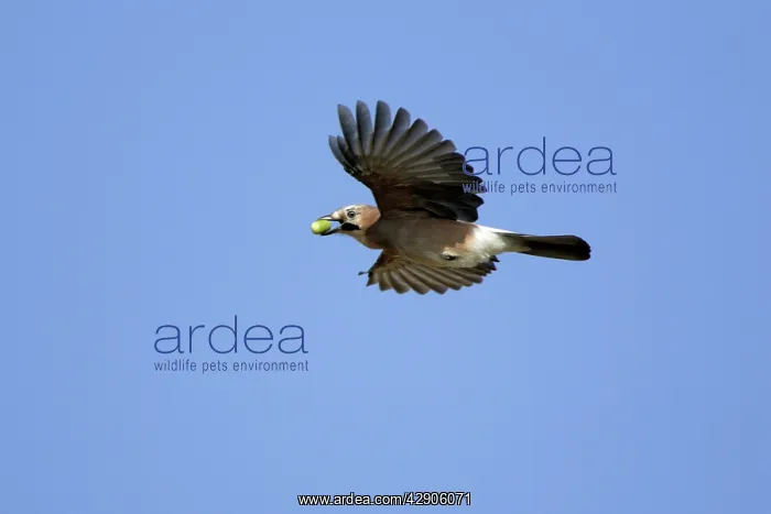 : Jay - In flight with acorn in beak : Jay - In flight with acorn in beak