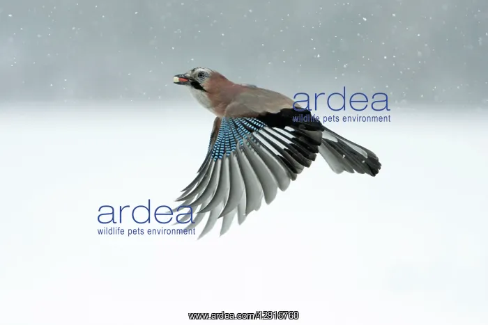 : Jay - in flight with food in beak : Jay - in flight with food in beak