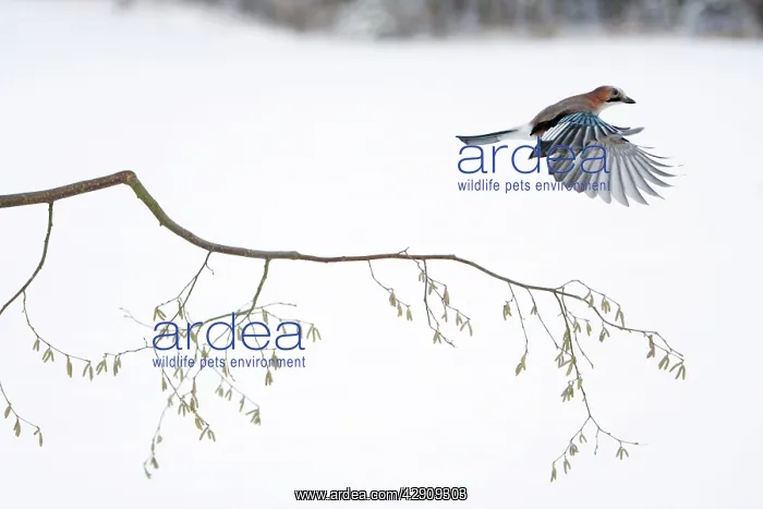 : jay - in flight over hazelnut branch : jay - in flight over hazelnut branch