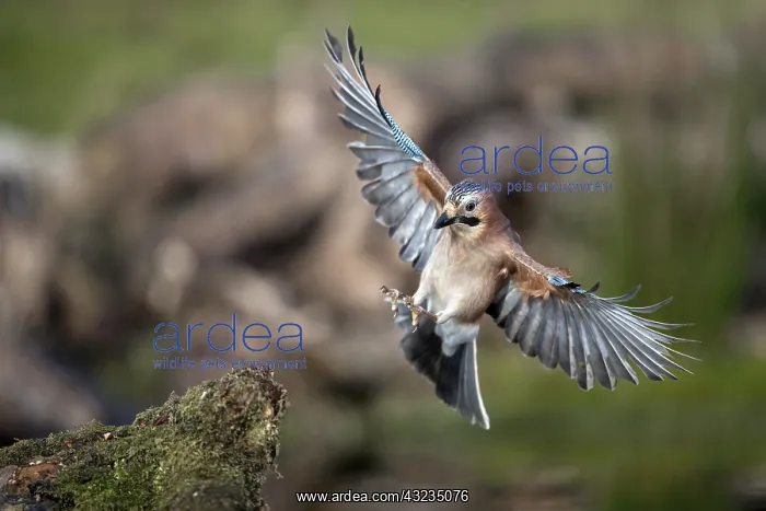 : Jay - in Flight about to Land - Cornwall - UK : Jay - in Flight about to Land - Cornwall - UK