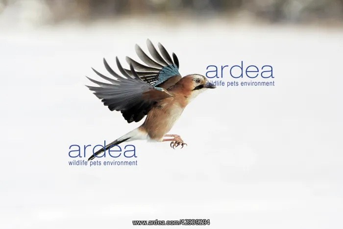 : jay - in flight, winter : jay - in flight, winter