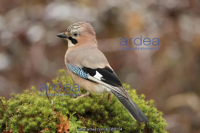 : Jay (Garrulus glandarius) Allgcu, Bavaria, Germany : Jay (Garrulus glandarius) Allgcu, Bavaria, Germany