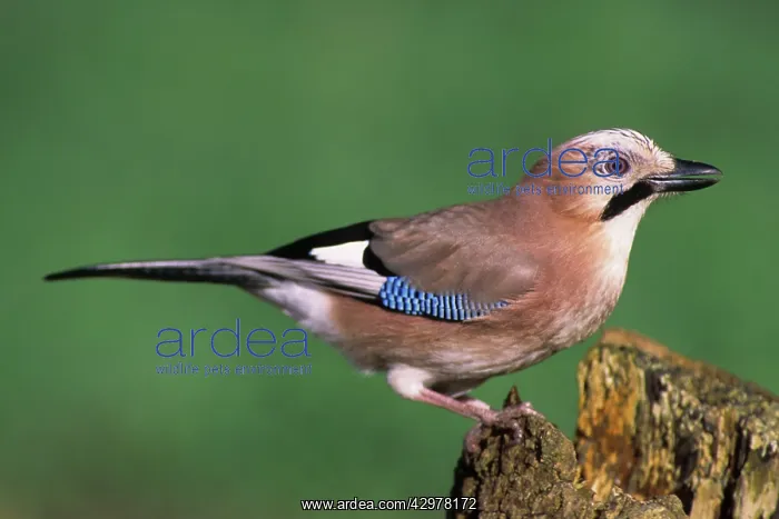  : Jay (Garrulus glandarius). BIRD