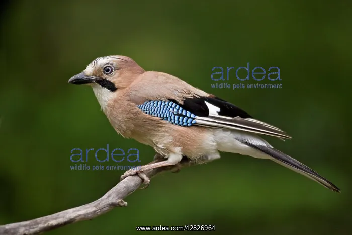  : Jay (Garrulus glandarius). Hungary