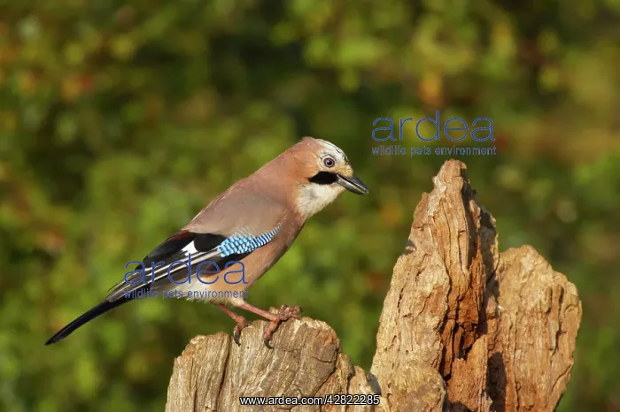 : Jay (Garrulus glandarius). Lea Valley Park, Herts, UK : Jay (Garrulus glandarius). Lea Valley Park, Herts, UK