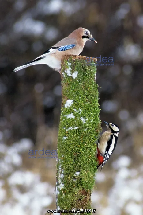 : Jay and Great-Spotted / Greater-Spotted Woodpecker : Jay and Great-Spotted / Greater-Spotted Woodpecker