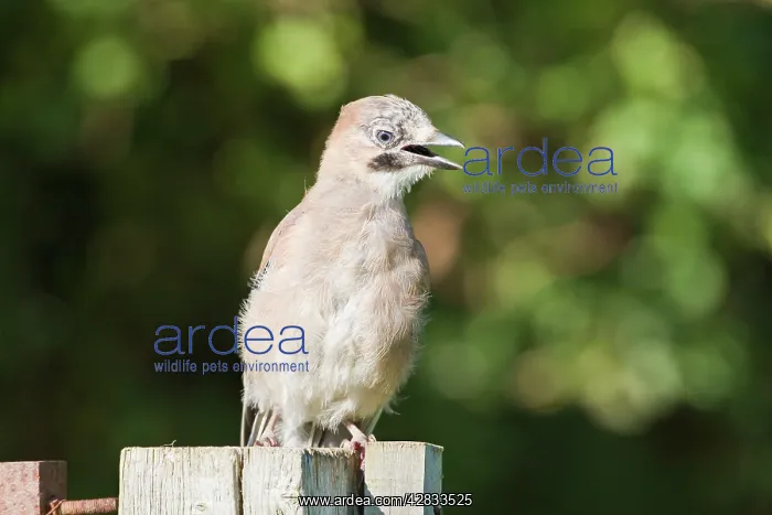 : Jay - Juvenile perched on tree stump : Jay - Juvenile perched on tree stump