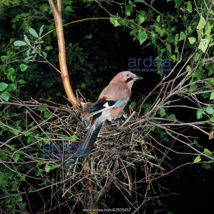 : Jay - at nest with young : Jay - at nest with young