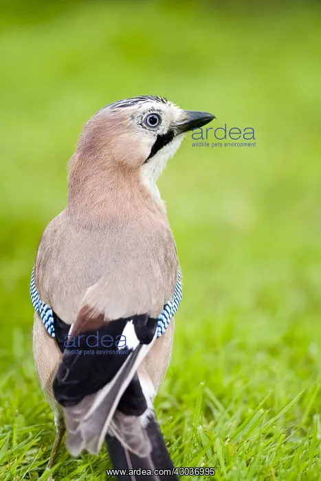  : Jay - Norfolk UK