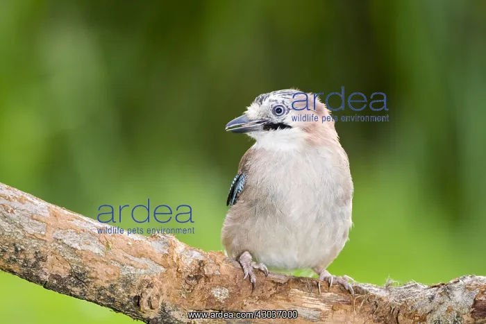  : Jay - Norfolk UK