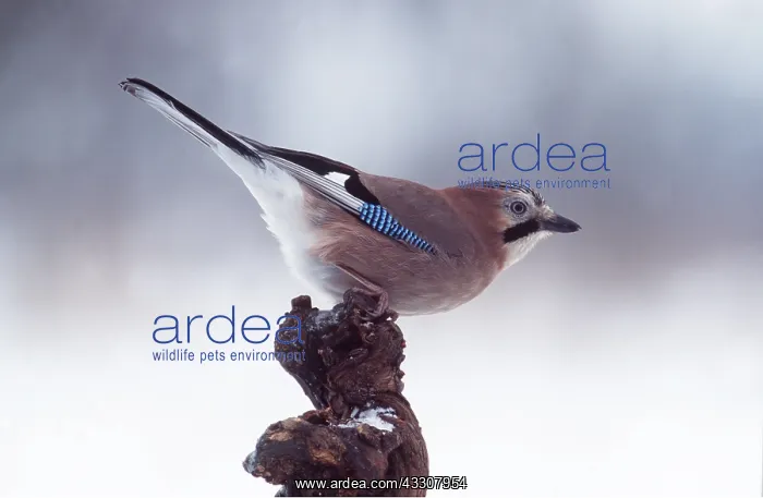 : JAY - perched on branch, side-view : JAY - perched on branch, side-view