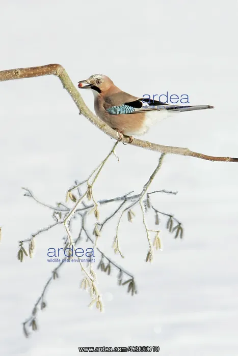 : jay - perched on frost covered hazelnut branch : jay - perched on frost covered hazelnut branch