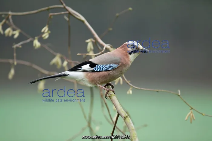 : Jay - perched on hazel bush branch : Jay - perched on hazel bush branch
