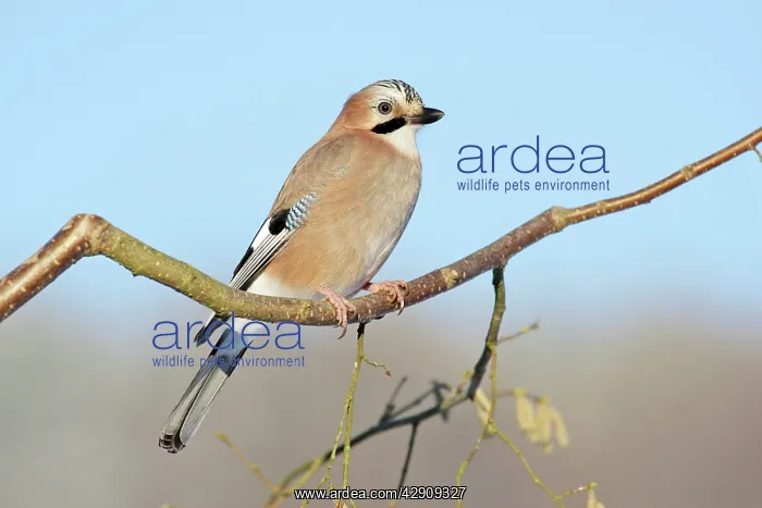 : jay - perched in hazelnut branch : jay - perched in hazelnut branch