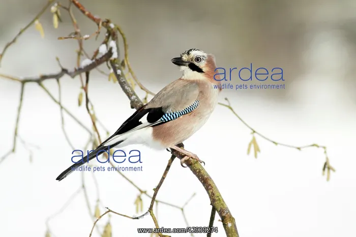 : Jay - perched in hazelnut bush, winter : Jay - perched in hazelnut bush, winter