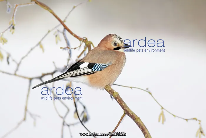 : Jay - perched in hazelnut bush, winter : Jay - perched in hazelnut bush, winter