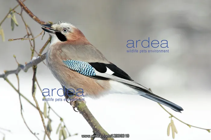 : jay - perched in hazelnut bush, winter : jay - perched in hazelnut bush, winter
