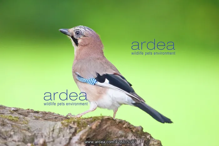 : Jay - Perched on Log : Jay - Perched on Log