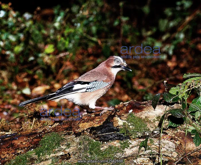 : Jay - Perched on rotting tree trunk : Jay - Perched on rotting tree trunk
