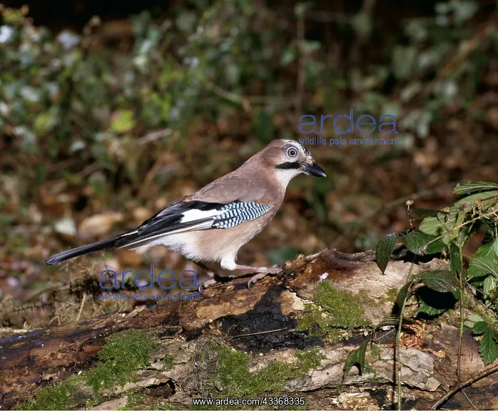 : JAY - Perched on rotting tree trunk : JAY - Perched on rotting tree trunk