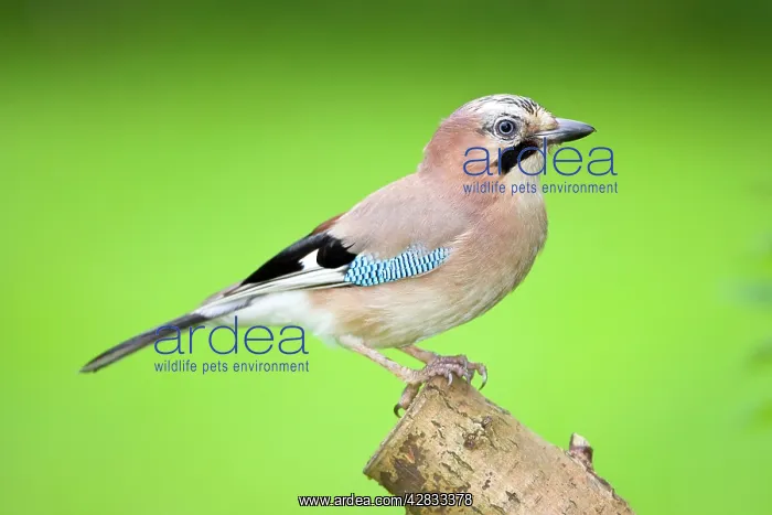 : Jay perched on tree stump : Jay perched on tree stump
