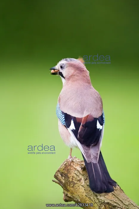 : Jay perched on tree stump : Jay perched on tree stump