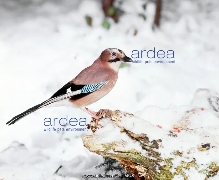 : Jay - perched on tree stump in snow : Jay - perched on tree stump in snow