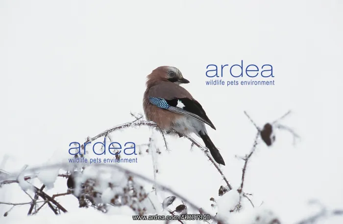 : Jay - Perching on branch in snow : Jay - Perching on branch in snow