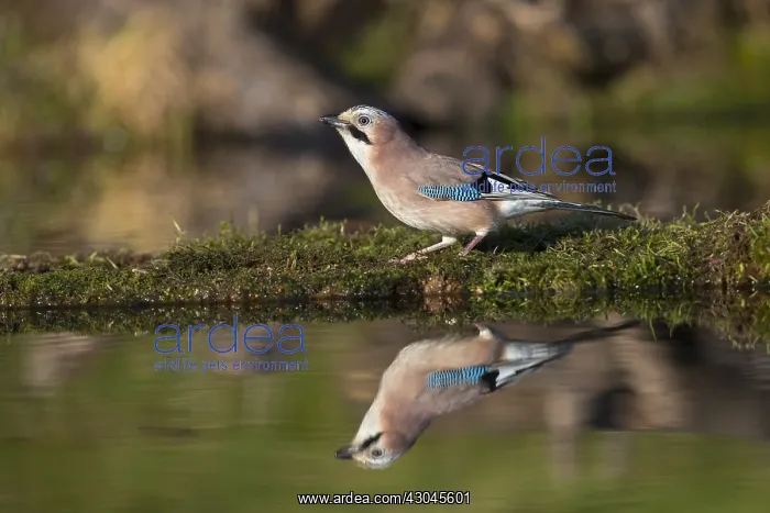 : Jay - at Pond - Cornwall - UK : Jay - at Pond - Cornwall - UK