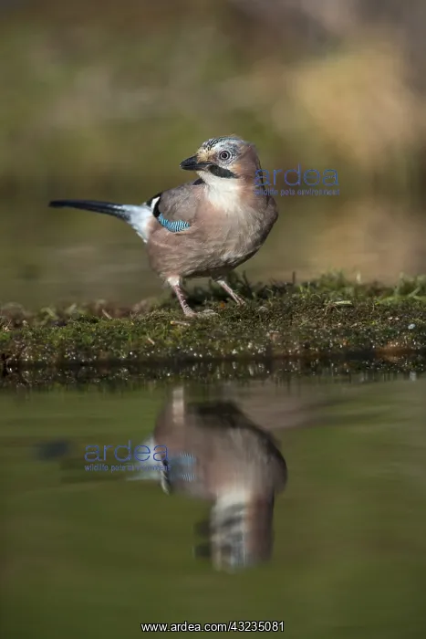 : Jay - at Pond - Cornwall - UK : Jay - at Pond - Cornwall - UK