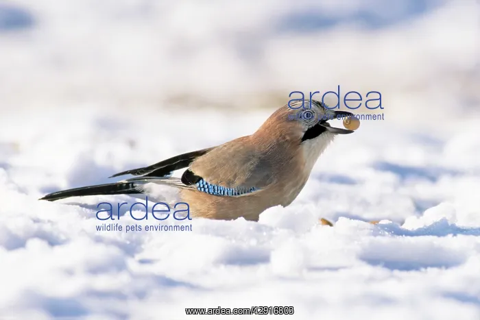 : Jay - searching for acorns in snow : Jay - searching for acorns in snow
