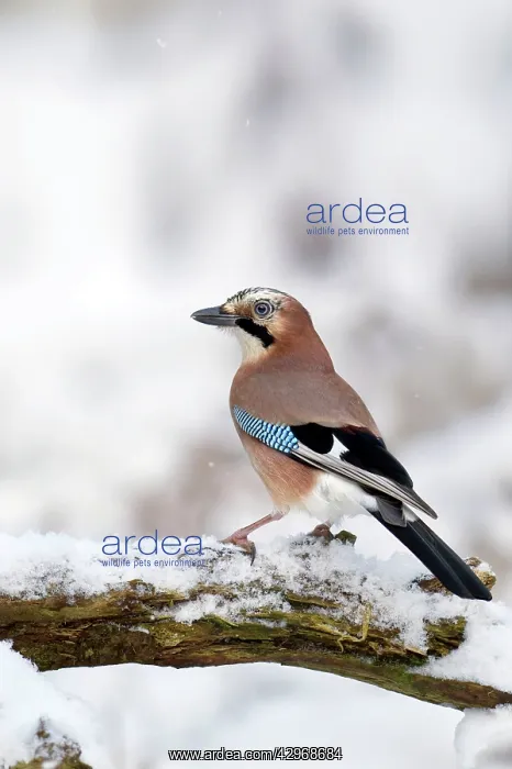 : Jay - standing on old branch in winter snow - December : Jay - standing on old branch in winter snow - December