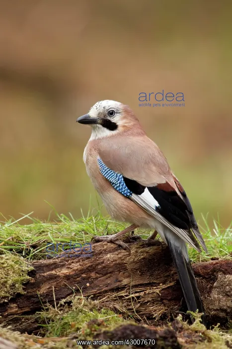 : Jay standing on old rotten log on woodland floor May : Jay standing on old rotten log on woodland floor May