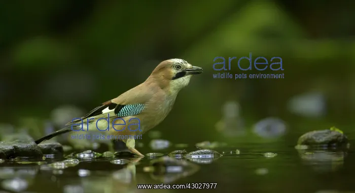 : Jay at stream June Knypersley Reservoir, Stoke-on-Trent : Jay at stream June Knypersley Reservoir, Stoke-on-Trent