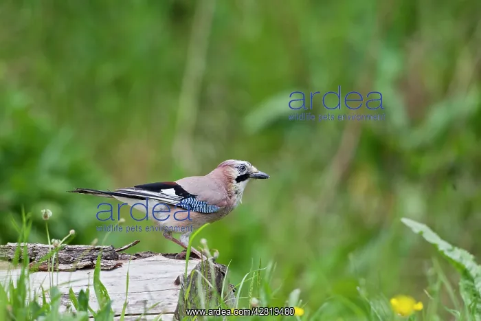 : Jay - on tree stump : Jay - on tree stump