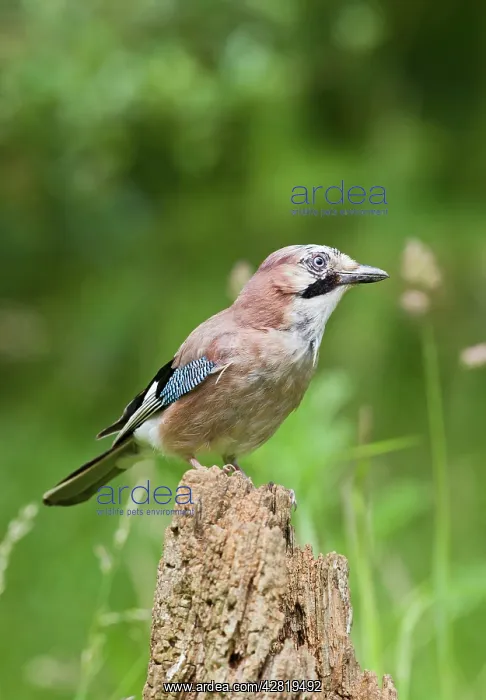 : Jay - on tree stump in meadow : Jay - on tree stump in meadow